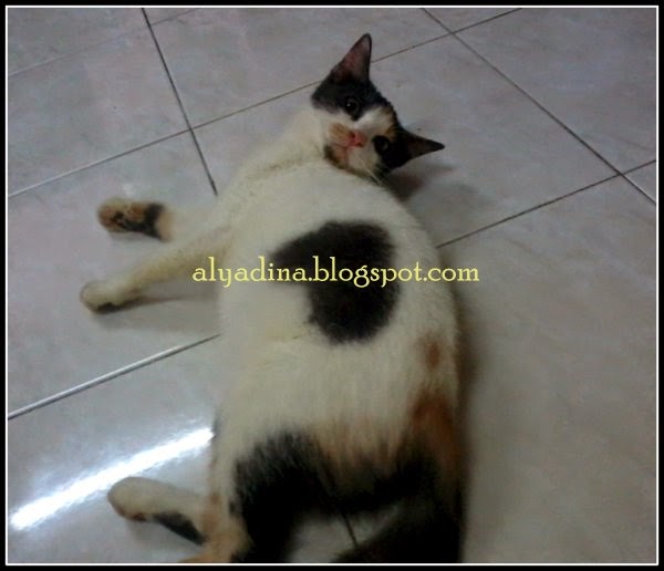 kucing comel kucing tiga warna