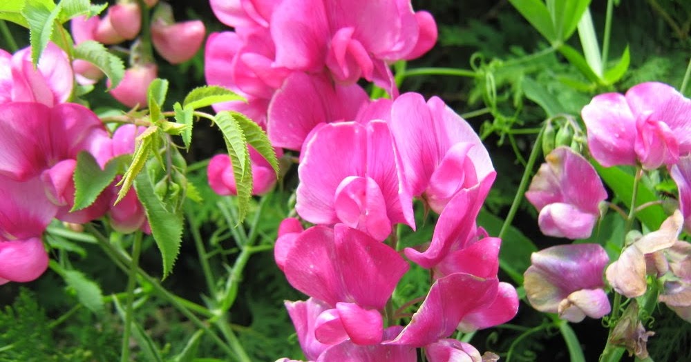 Comment faire des galets senteur ?