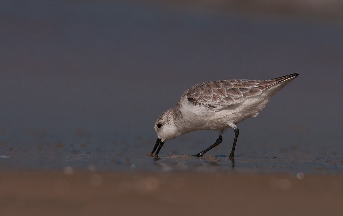 shore bird photography tutorial shore bird photography tutorial