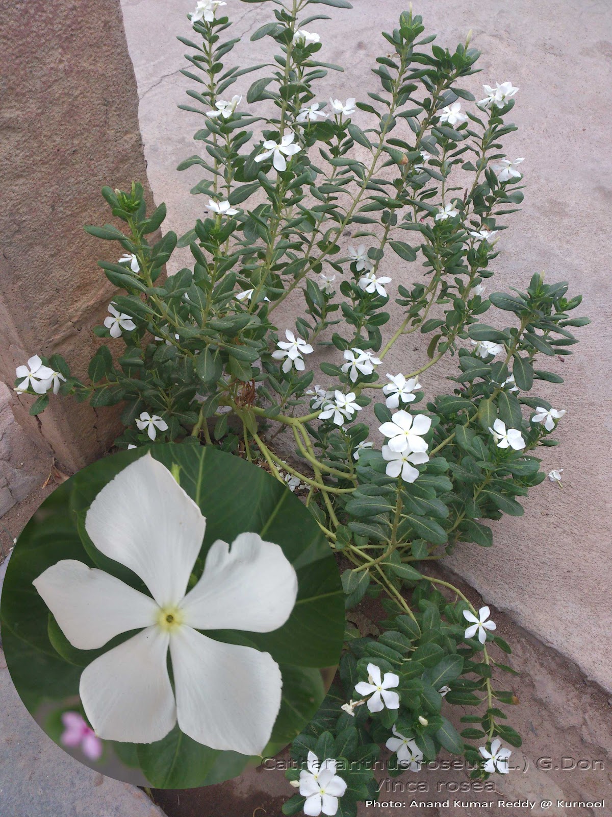 Medicinal Plants Vinca rosea
