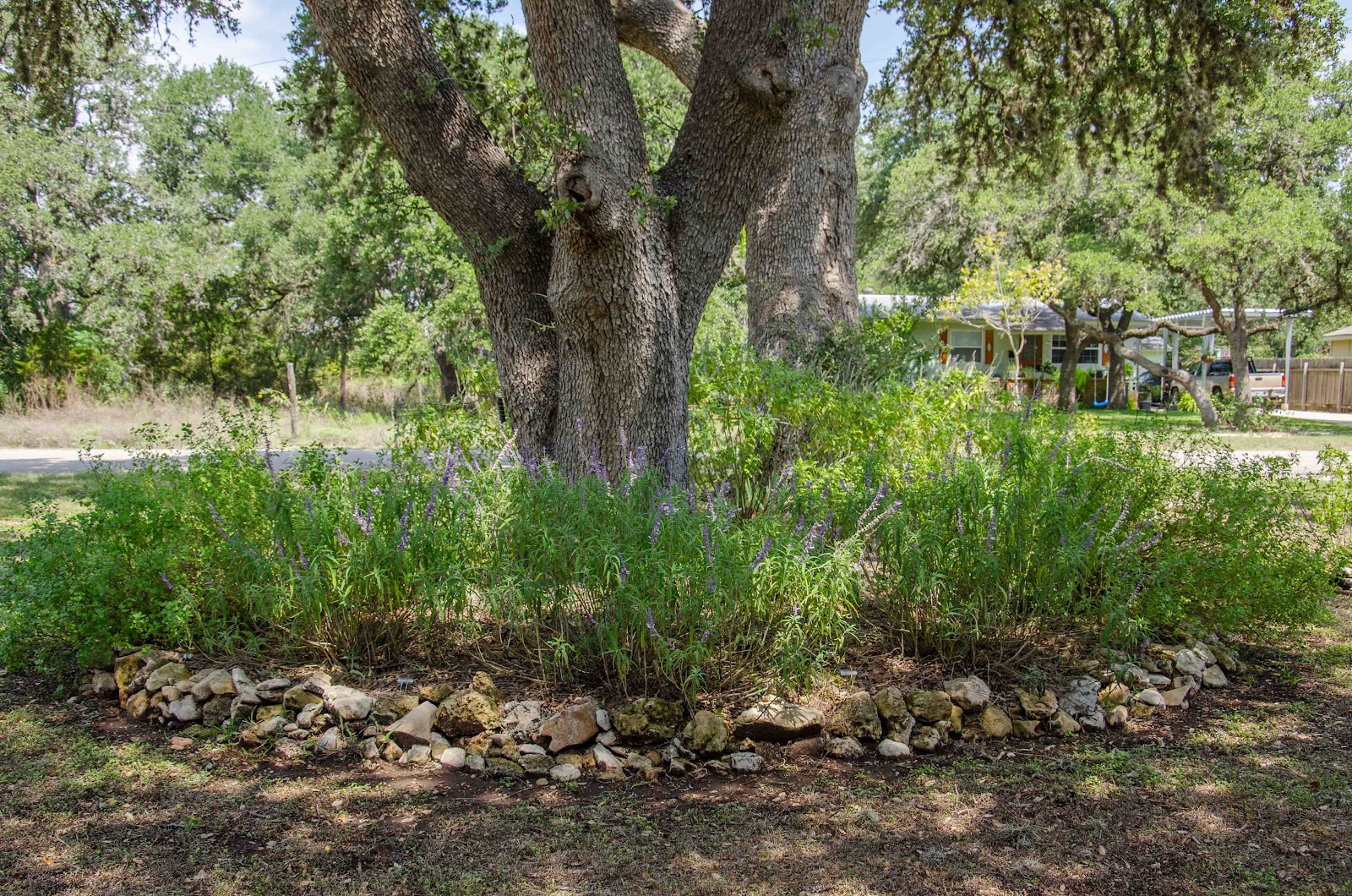 Window on a Texas Wildscape September 2012