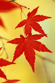 autumn leaf iphone wallpaper