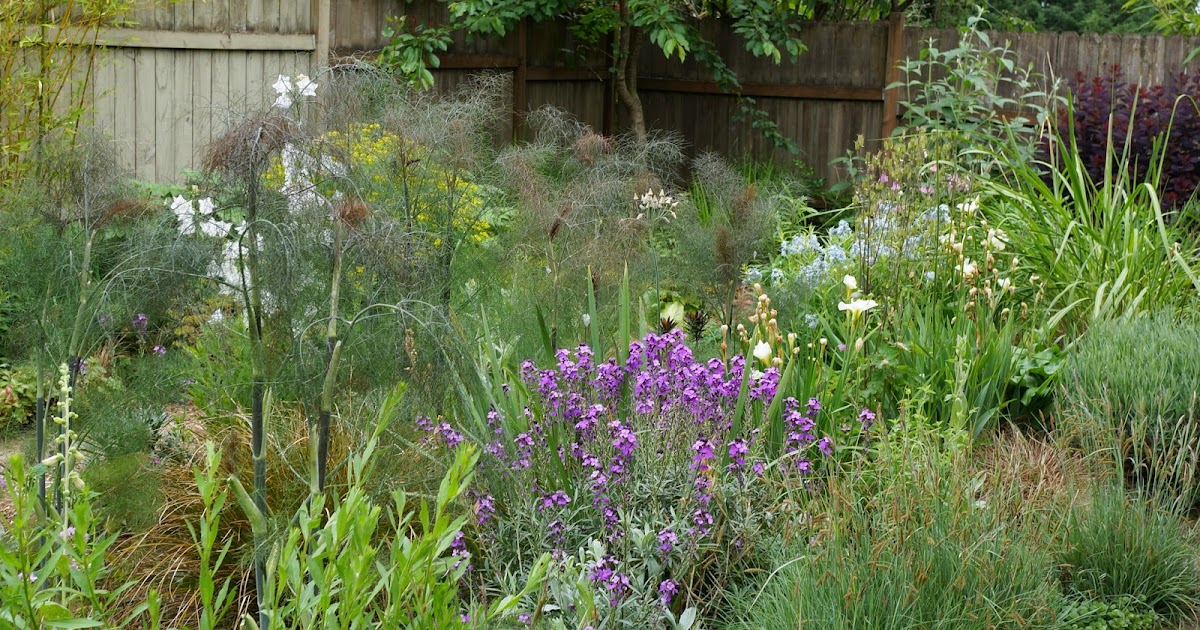 Whatsitgarden Bronze Fennel...