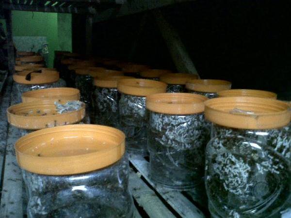 media penempatan toples toples sobat untuk pembuatannya rak kayu dapat