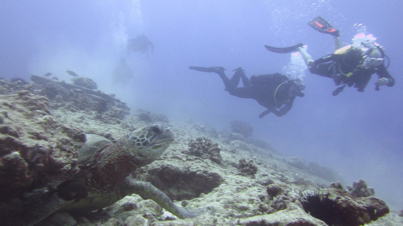 Hawaiian sea turtle - oahu scuba diving
