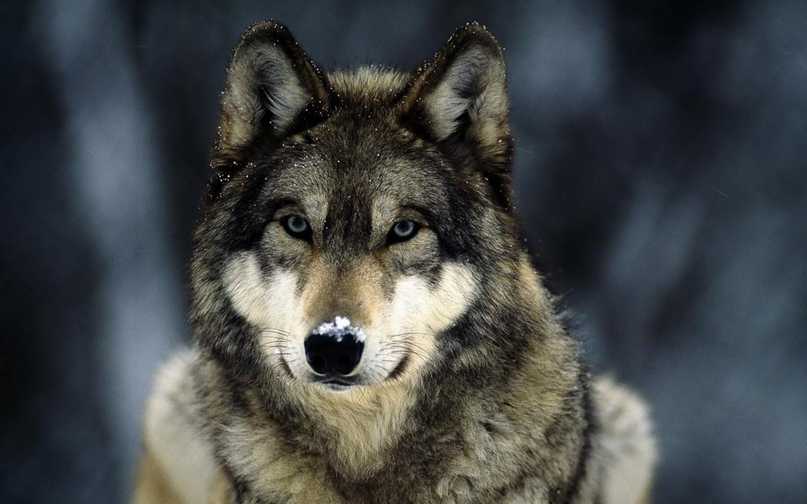 Beautiful Wolf Photography