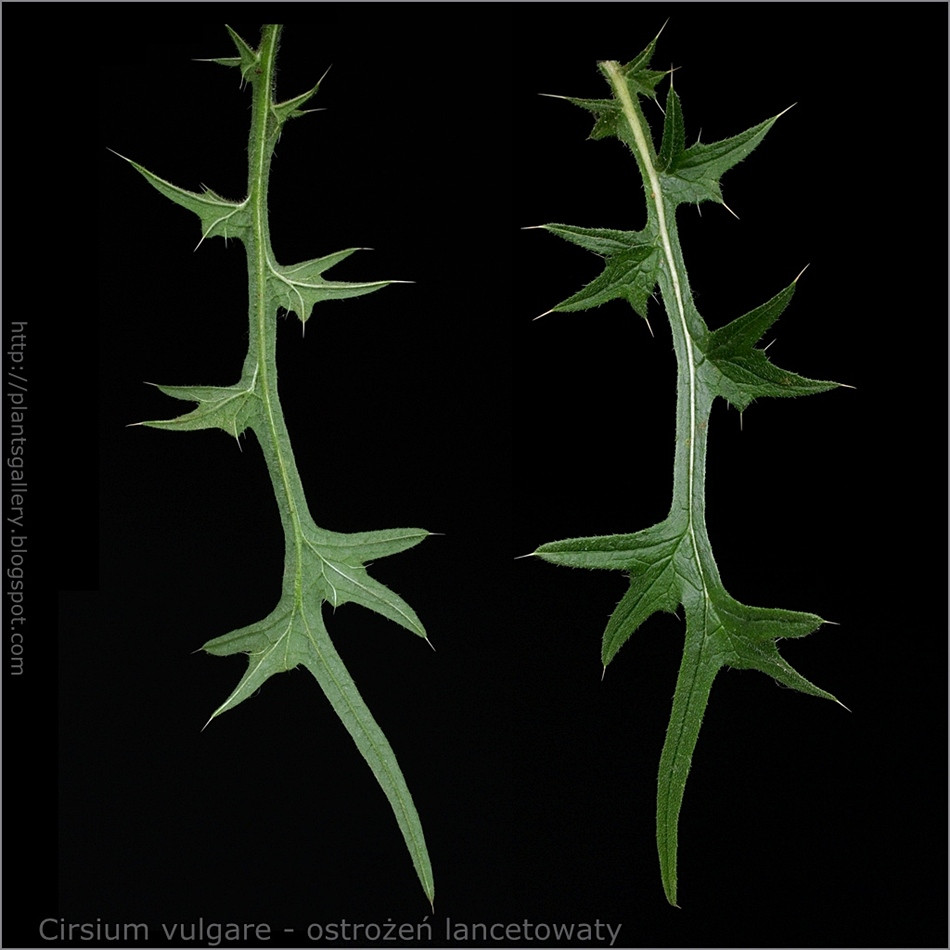 Cirsium vulgare - Ostrożeń lancetowaty liść