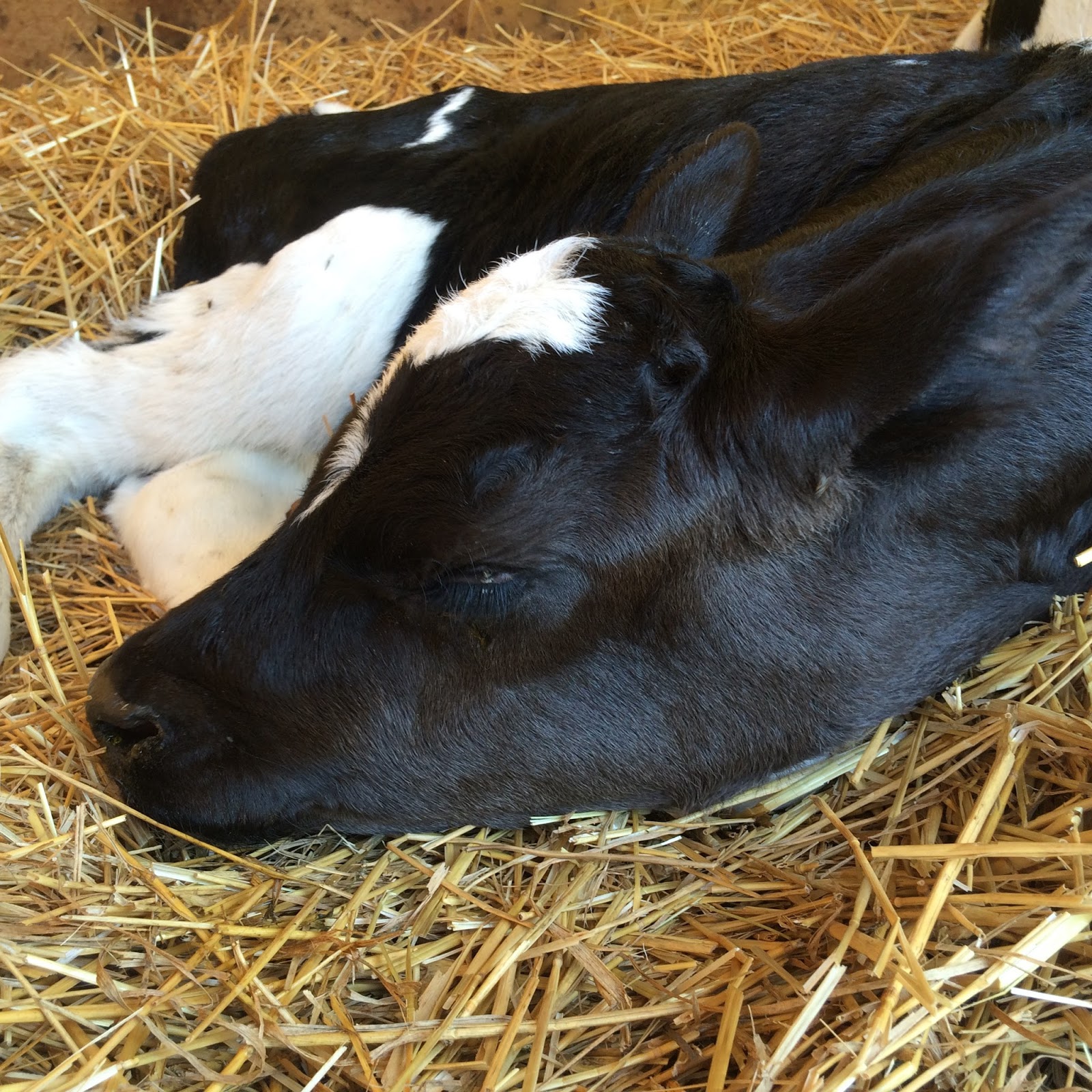 Dairy Good Life Baby Calf Names of 2015