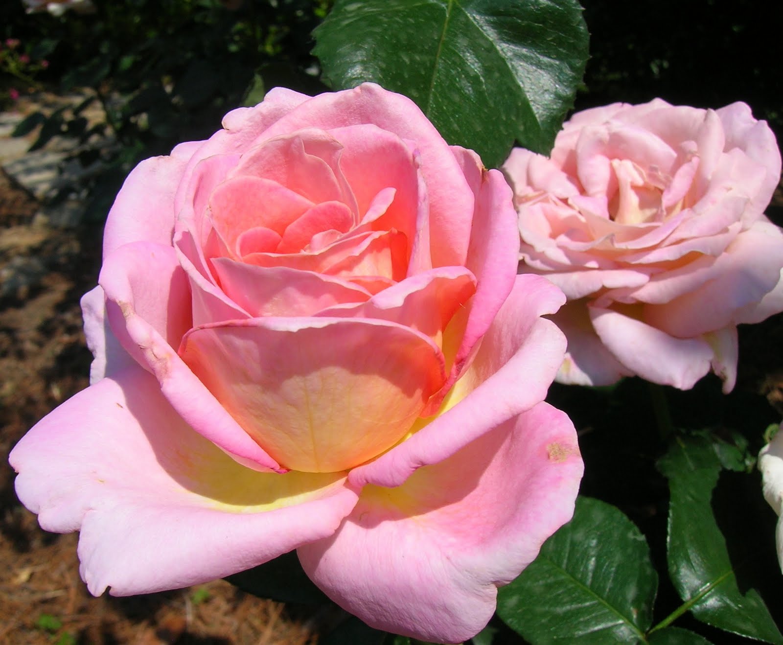 Songbird Cabin: McGill Rose Garden