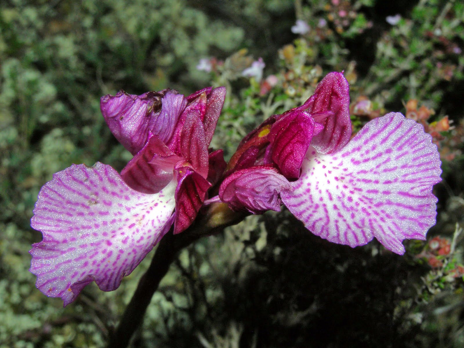 MASCAYEMAS: Orquídeas silvestres, y otras hierbas.