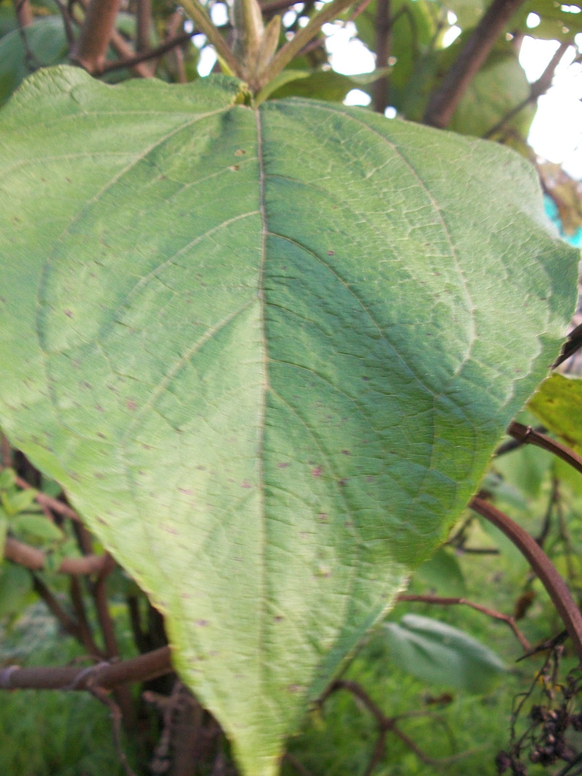 Backtoeden: Galería: Hojas de árboles