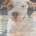 Carta de um Pitt Bull abandonado - Dante