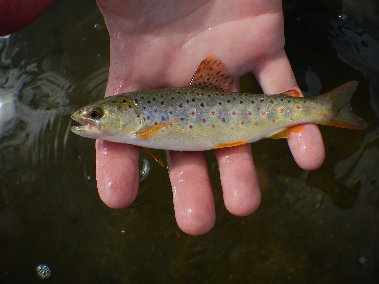 FishOn! the Fly Dream Stream