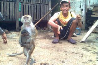 monkey cruelty mask child torture behind nursing special report jakarta circuses ours they beg hideous money head young its made