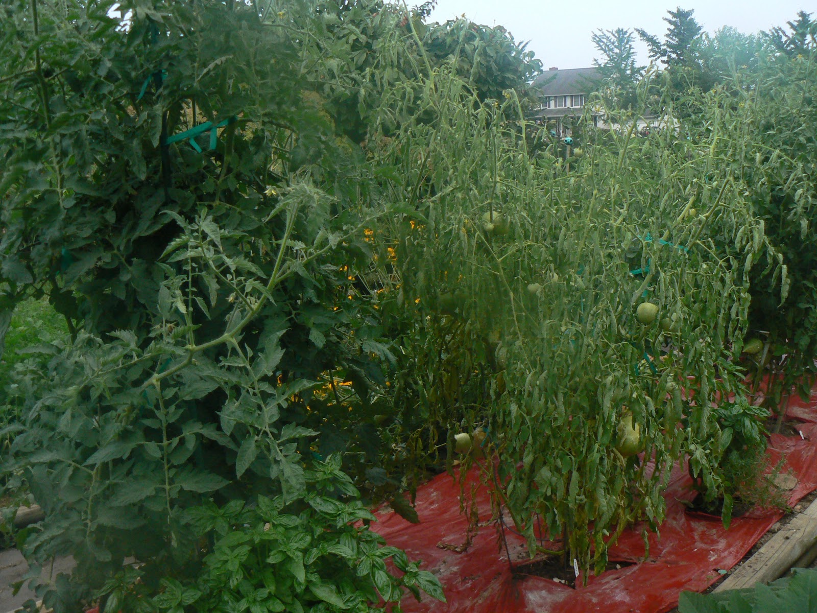 Grow It Eat It The death of my tomato patch