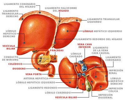 FISIOLOGIA HUMANA: HIGADO Y SISTEMA BILIAR-ANATOMIA FISIOLOGICA DEL HIGADO