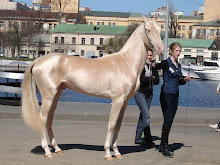 اجمل حصان في العالم