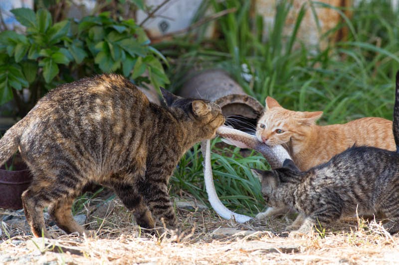 Pek Güzel Şeyler Kedi Adası