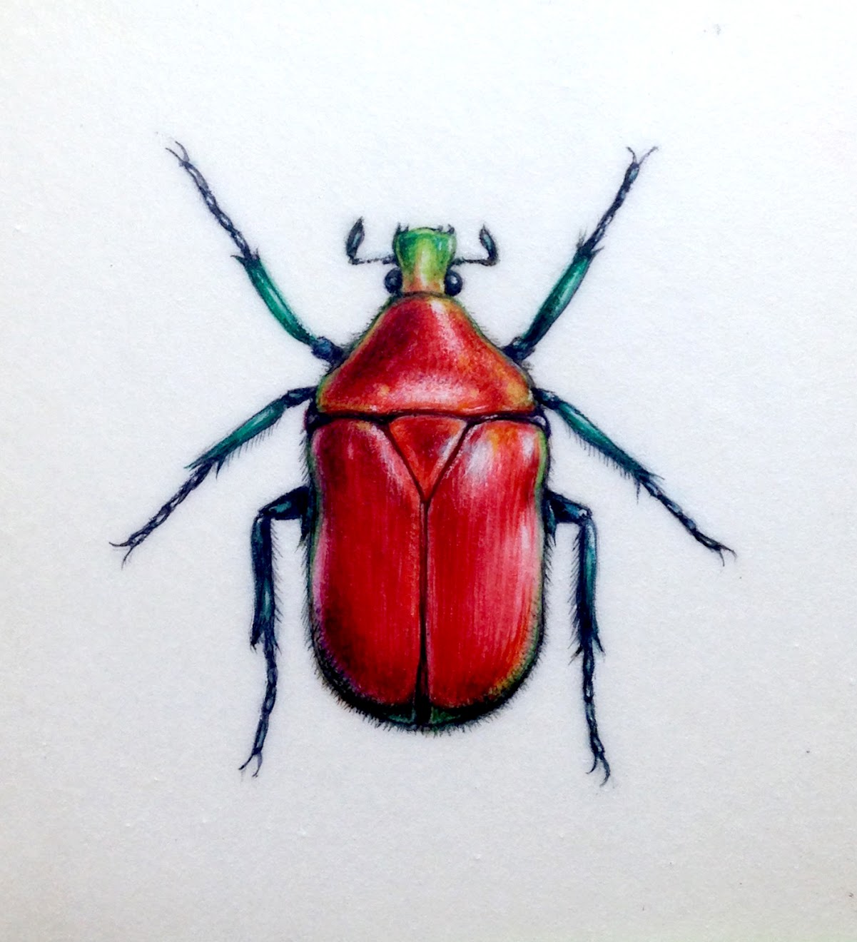 Red beetle painting on vellum Red beetle painting on vellum, watercolour