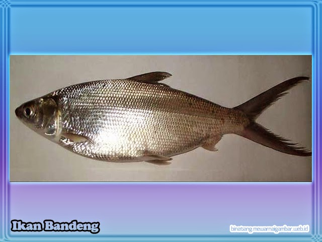 Ikan Bandeng Ikan Bandeng