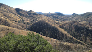 Coues+Deer+Country+in+Sonora+Mexico+with+Colburn+and+Scott+Outfitters+12.JPG
