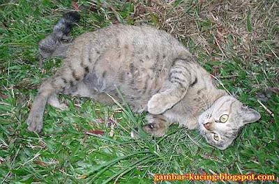 gambar seekor kucing montel bergolek atas rumput