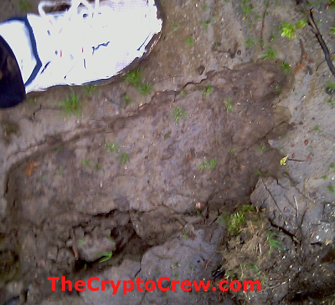 Bigfoot track found in Norway? | The Crypto Crew