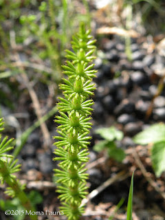 Horsetail, Equisetum, spp. 