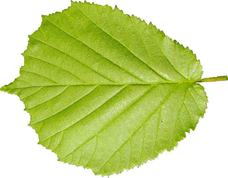 hazel tree leaves