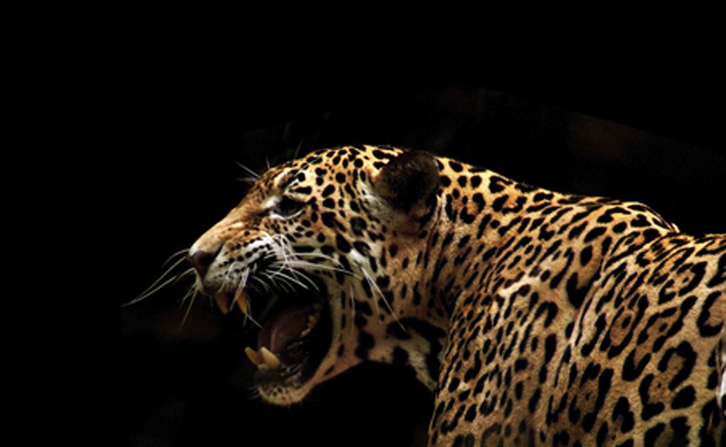 What makes you think I have cats?: Walkin' the cat