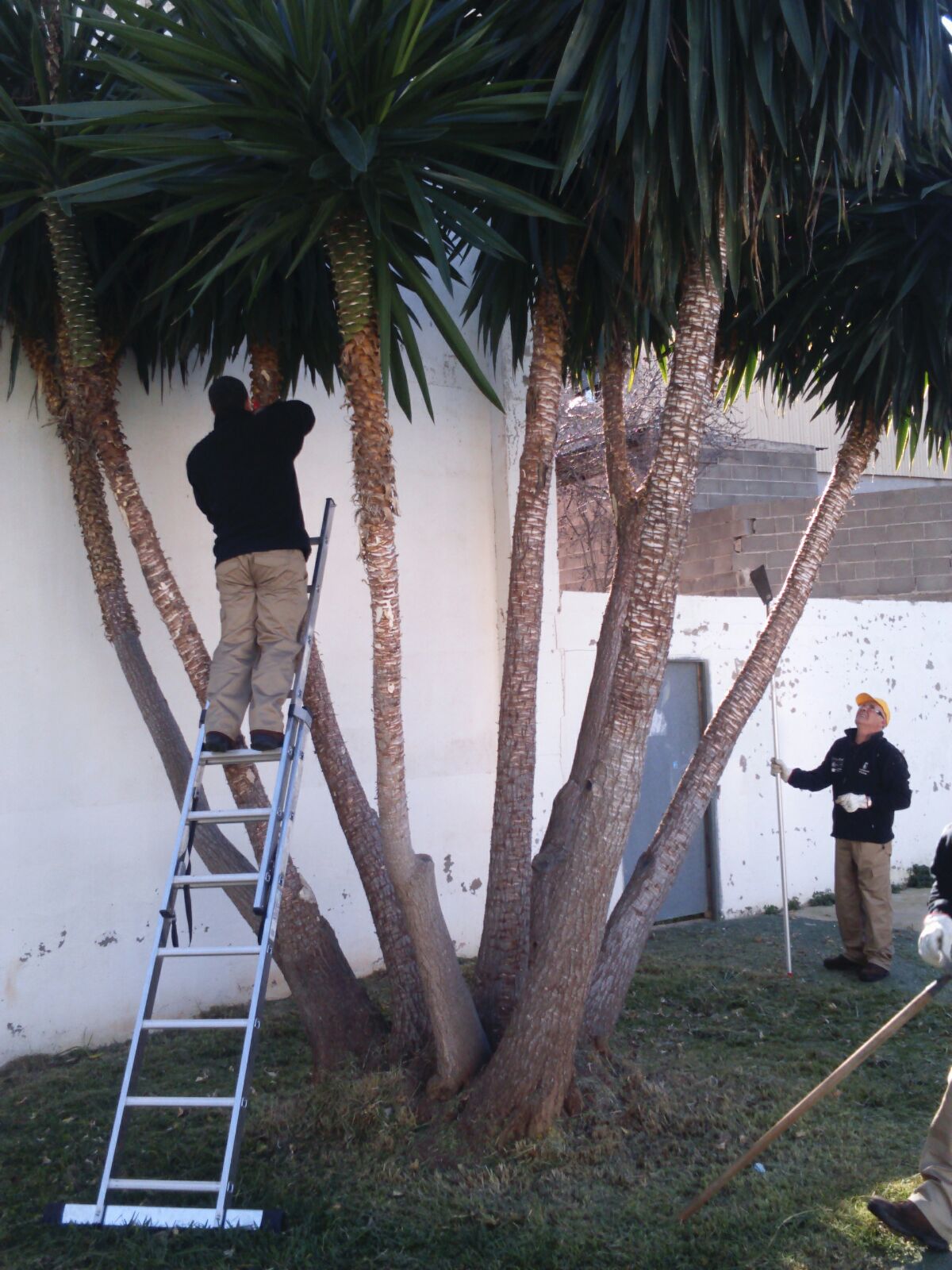 TE Eslida (Eslida): PODA de Palmeras