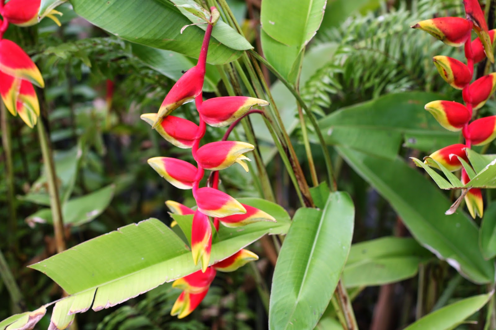 Types Of Flowers In Jamaica at Jill Vega blog