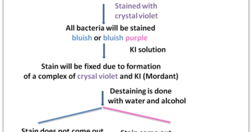 differential grams staining essay Gram staining is a quick procedure used to look for the presence of bacteria in you may allow the slide to air dry, or blot it dry using bibulous paper sold for this. differential grams staining essay Gram staining is a quick procedure used to look for the presence of bacteria in you may allow the slide to air dry, or blot it dry using bibulous paper sold for this.