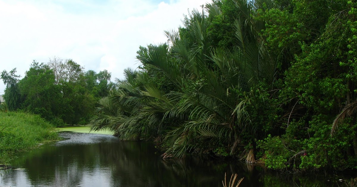 KT Blog Hutan Hujan Tropika