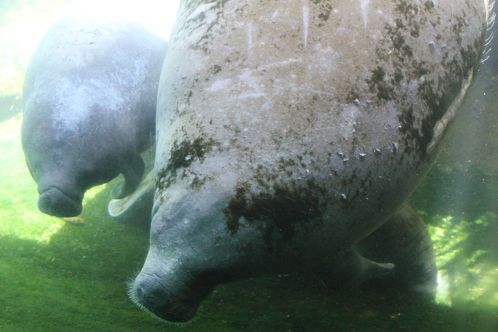 Pajama Penguin Productions Tampa's Lowry Park Zoo Celebrates Mantee Birth