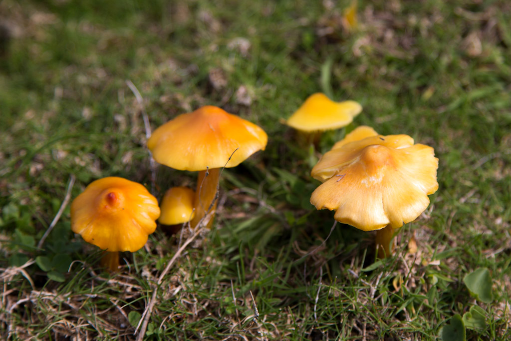 Sea kayaking with Of golden funnels and mushrooms.