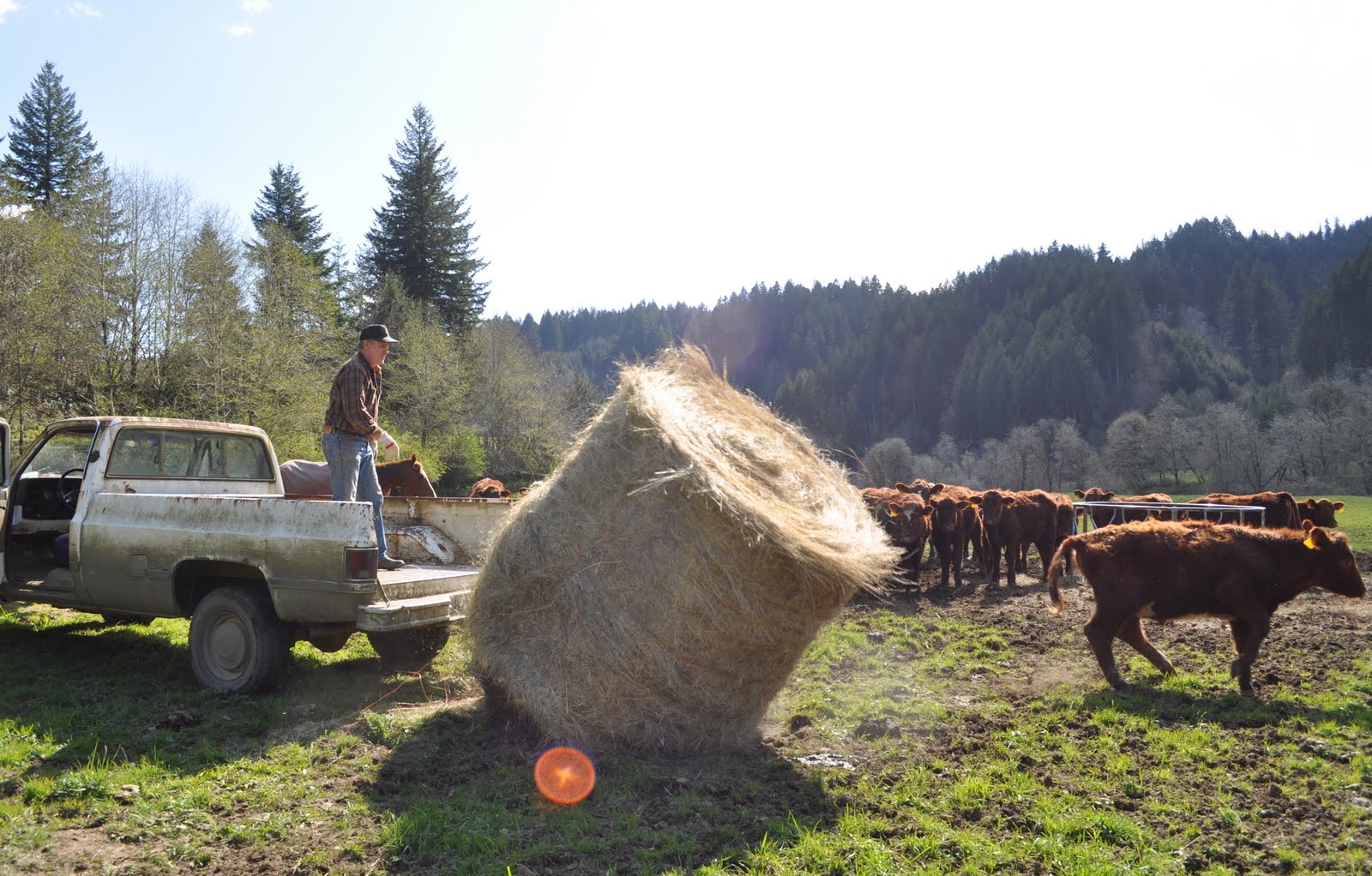 LuAnn Kessi Feeding Yearling Cattle...