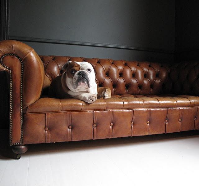 Where Can I Find An Dog Grooming School In Montreal Where Can I Find An Dog Grooming School In Montreal