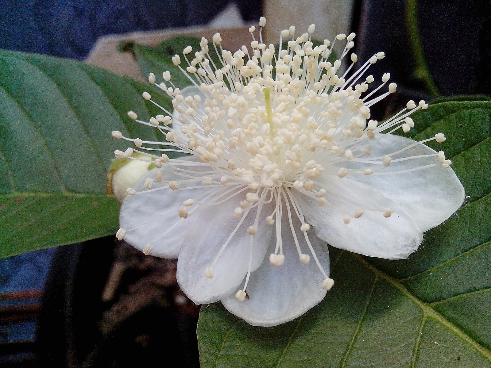 Endah Murniyati's Journey PEAR SHAPE GUAVA BLOSSOM