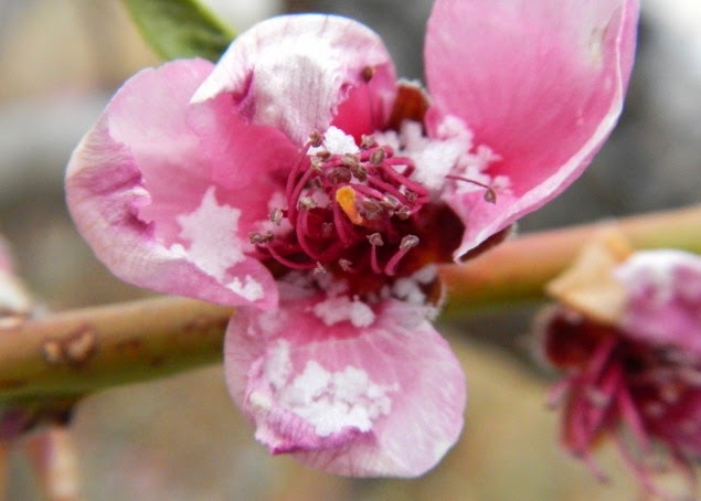 Elephant S Eye Winter Sun And Japanese Flowering Quince