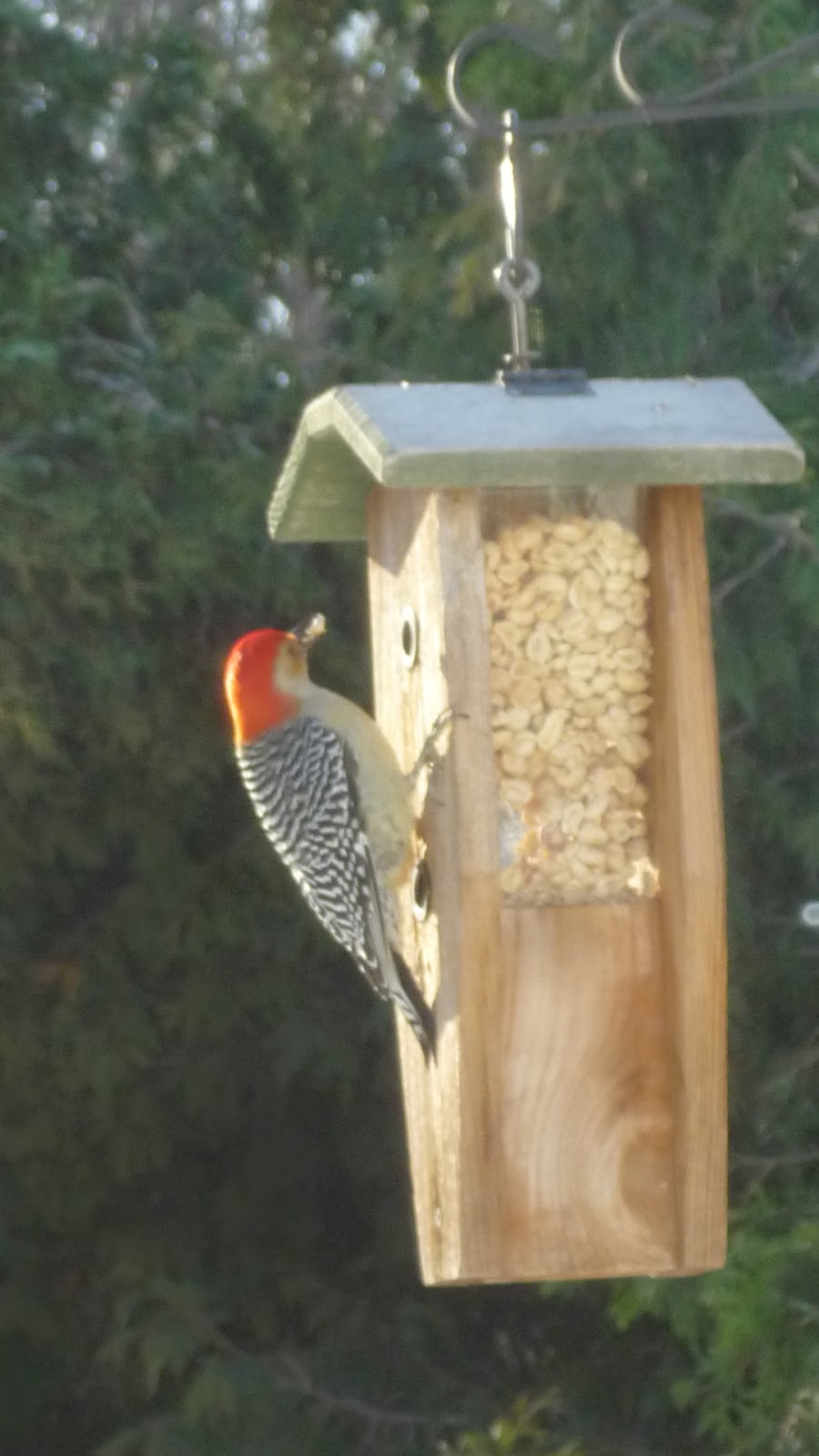South Burlington birds Birds at peanut feederphotos South