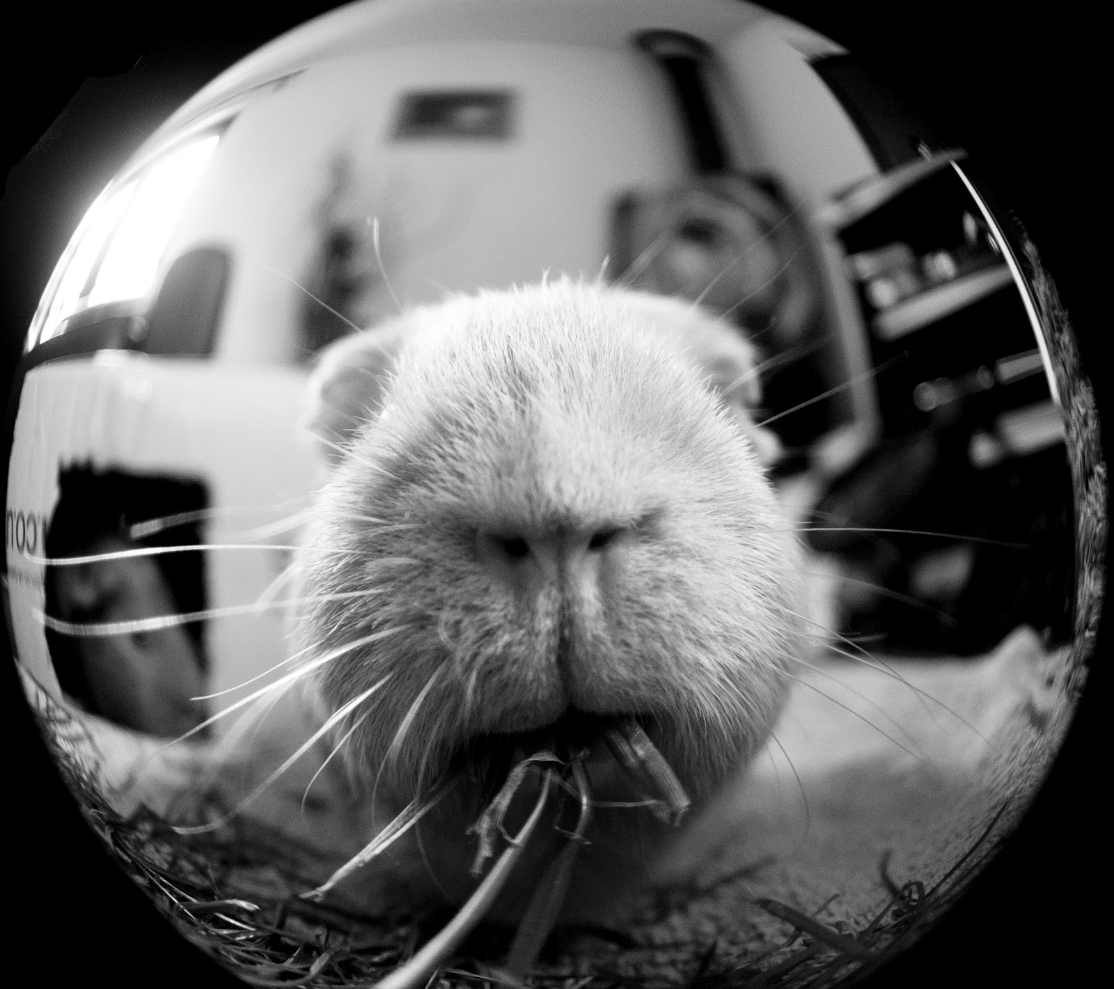 guinea pigs you make me smile Pinterest Guinea Pigs and Pigs