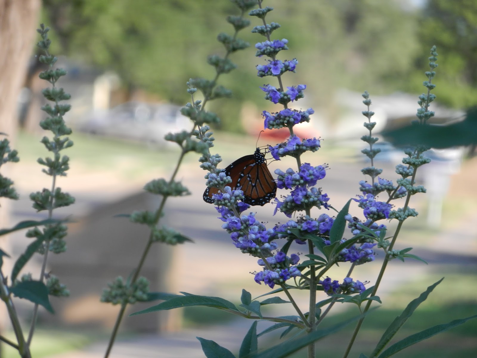Monarch butterfly lilac pic monarch butterfly lilac pic