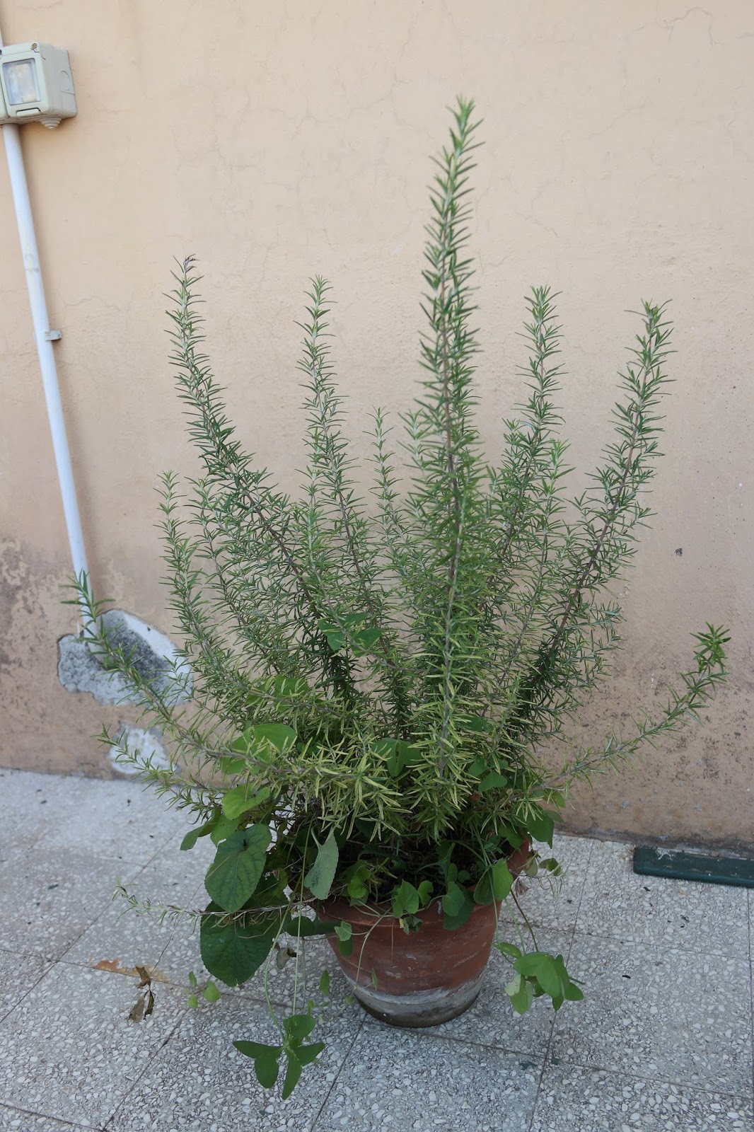Bonsai Intorno A Me Bonsai Di Rosmarino Di Nessun Interesse