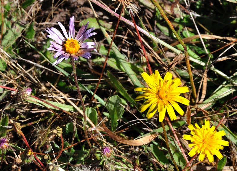 Barbara Rich Photography Northern California Wildflowers and Native Plants