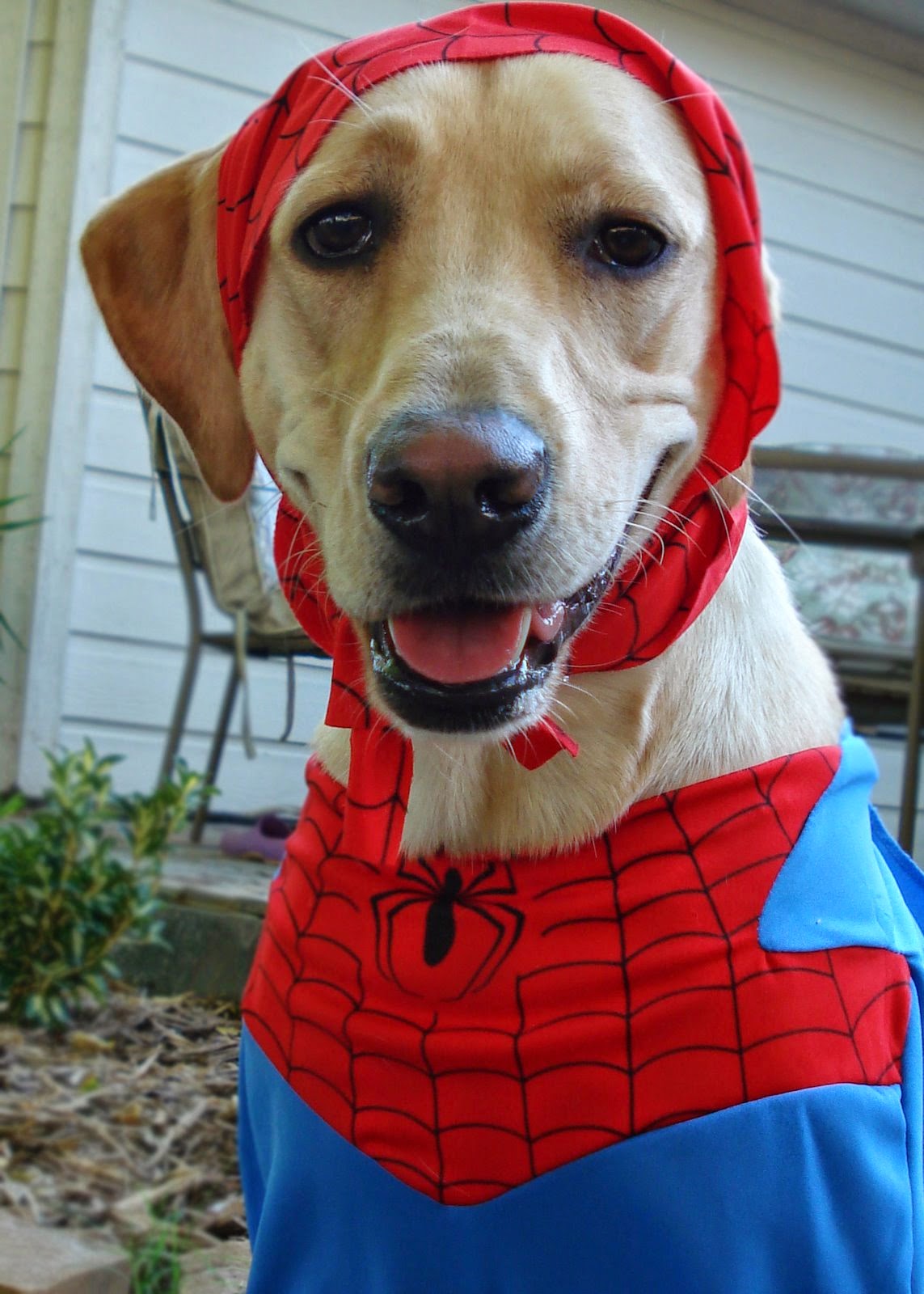 Momfessionals Most Embarring Moment S My Most Embarring Moment Should Be That I Dressed Her Up In A Dog Spiderman Costume For Ve Always Loved Theme