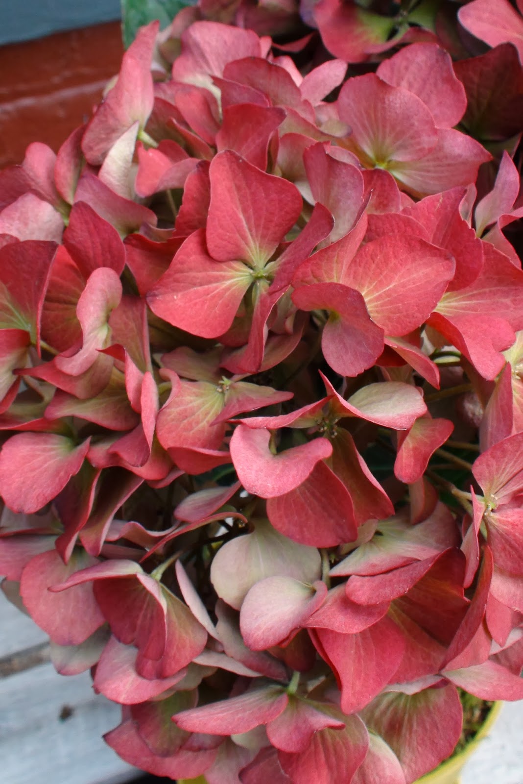 Hydrangea Bunga Tiga Bulan Flower Series Painting