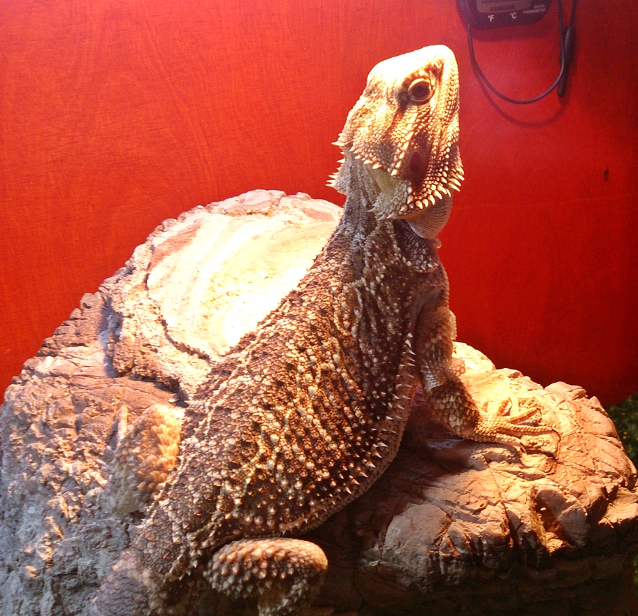 Bearded Dragon Care Bearded Dragon Impaction