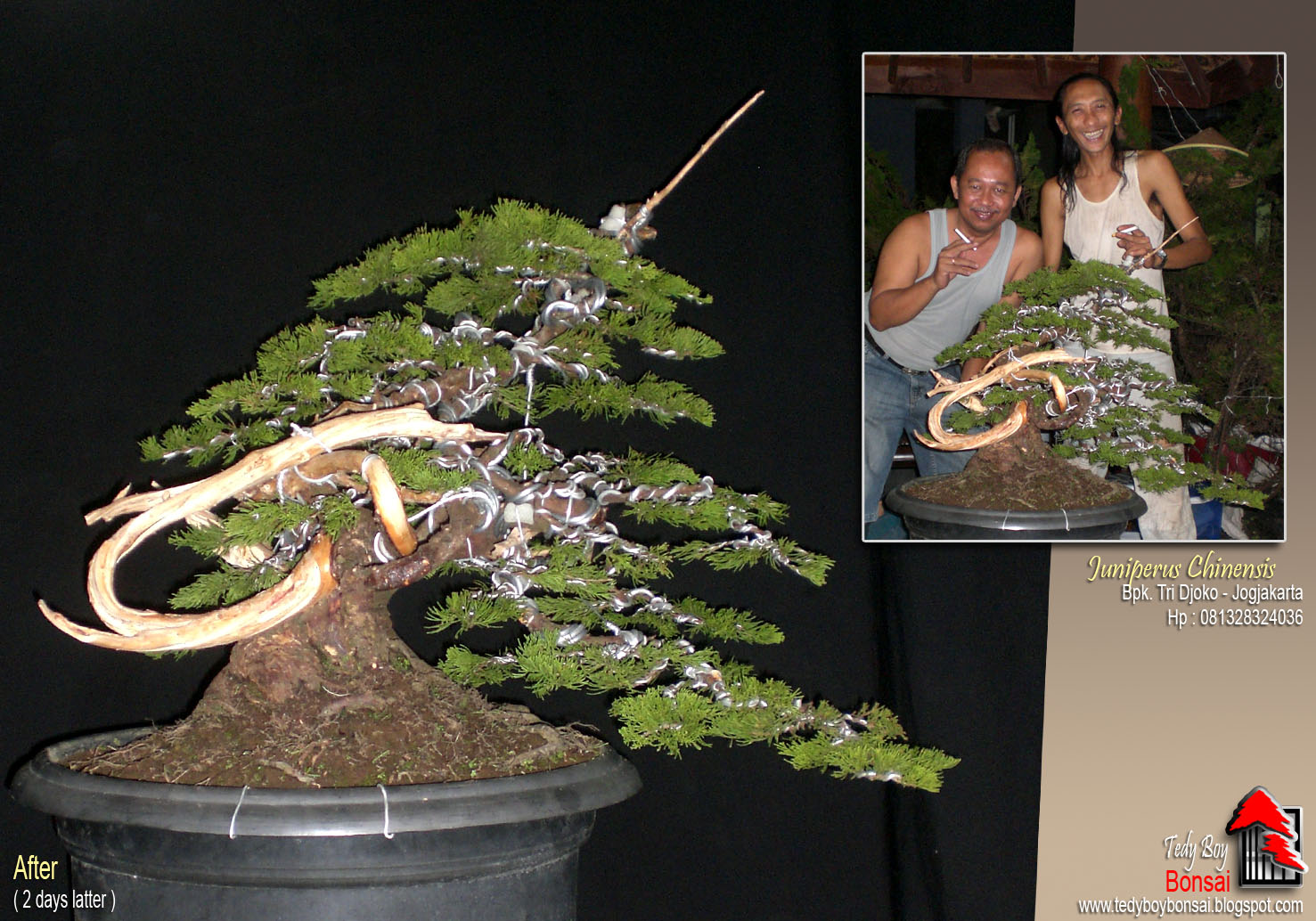 Bonsai Tedy Boy Bonsai INDONESIA Bonsai Europe Bonsai Usa Bonsai Tedy Boy Bonsai INDONESIA Bonsai Europe Bonsai Usa
