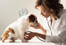Dog and Veterinary Doctor